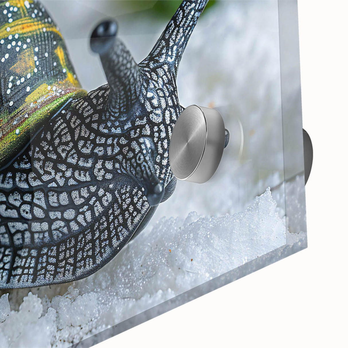 Close-up of a vibrant acrylic glass wall art piece showcasing a beautifully detailed snail design, highlighting intricate colors and textures against a minimalist background, perfect for nature enthusiasts.