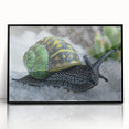 Framed acrylic wall art featuring a detailed design of a snail, showcasing vibrant colors against a sleek black background, ideal for nature-themed decor.