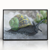 Framed acrylic wall art featuring a detailed design of a snail, showcasing vibrant colors against a sleek black background, ideal for nature-themed decor.