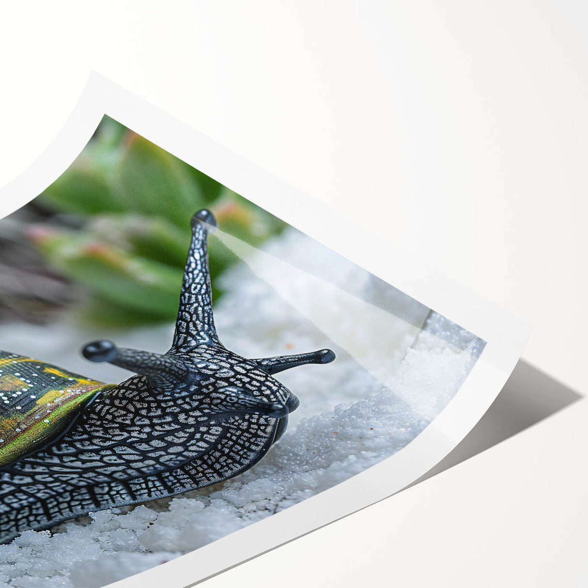 Colorful snail illustration from the 'Animals - A Wild Life' wall art collection, showcasing intricate details and vibrant hues, ideal for nature-themed decor.