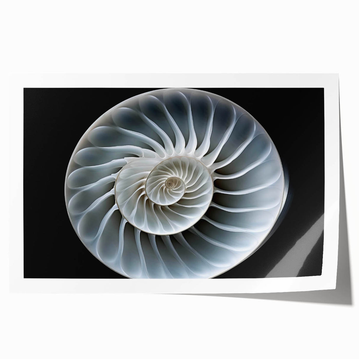 Colorful snail design wall art print, showcasing intricate patterns and vibrant colors, rolled and ready for framing, perfect for nature-inspired decor.