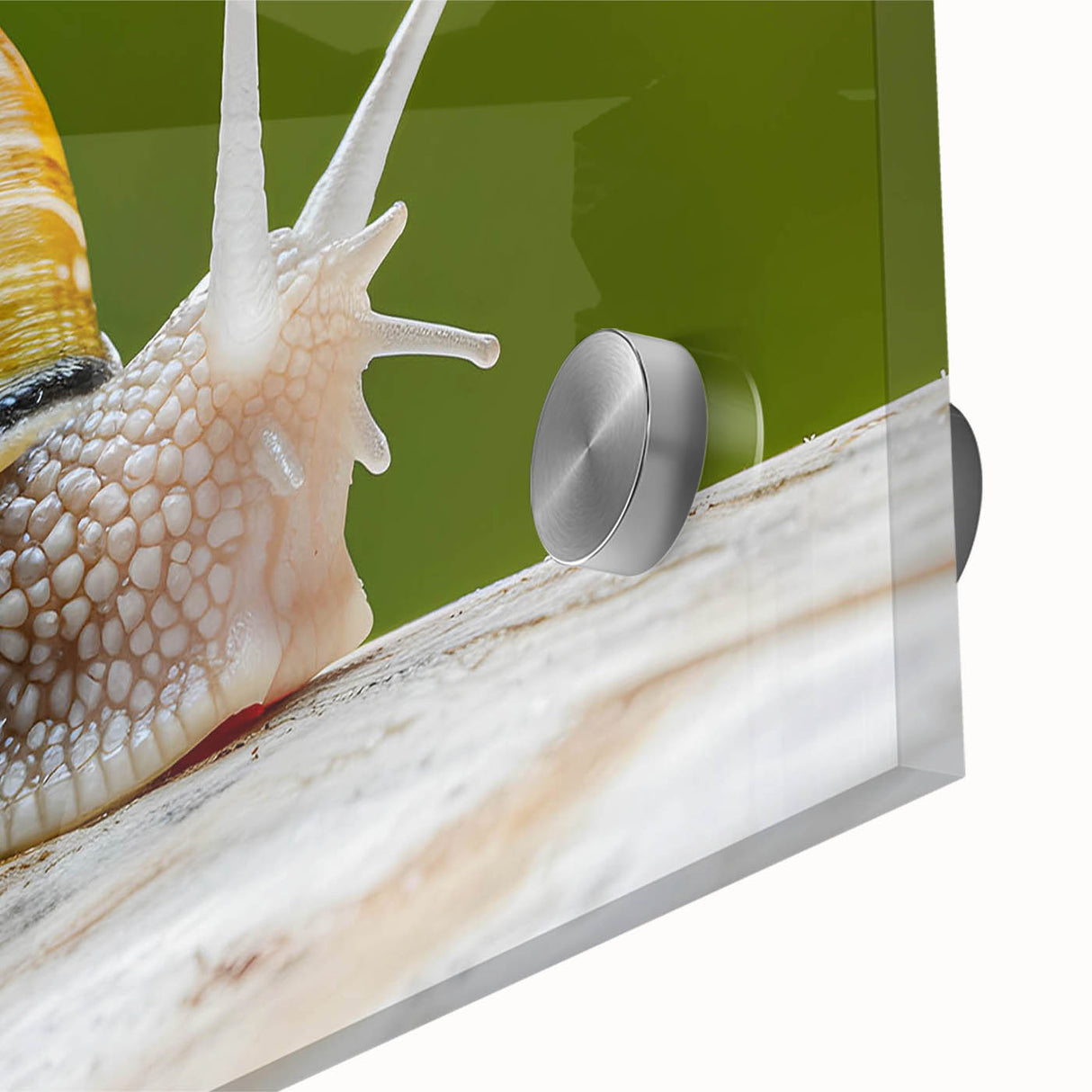 Close-up of a vibrant snail wall art design on acrylic glass, showcasing intricate details and rich colors, perfect for nature lovers and home decor enthusiasts.