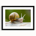 Framed wall art collection featuring a unique snail design, set against a black mat, perfect for nature lovers and modern decor enthusiasts.