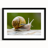 Framed wall art collection featuring a unique snail design, set against a black mat, perfect for nature lovers and modern decor enthusiasts.