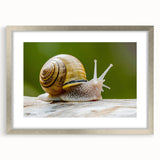 Silver-framed wall art featuring a whimsical snail design from the "Animals A Wild Life" collection, showcasing vibrant colors and intricate details, ideal for nature lovers.