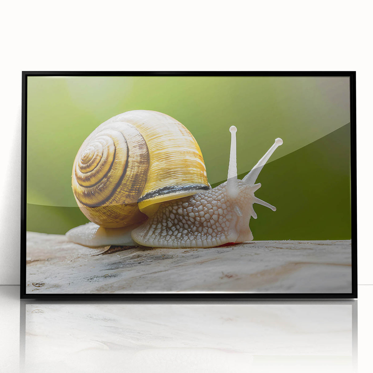 Framed wall art featuring a vibrant snail design in black acrylic frame, showcasing intricate details and bright colors, ideal for nature lovers and modern decor.