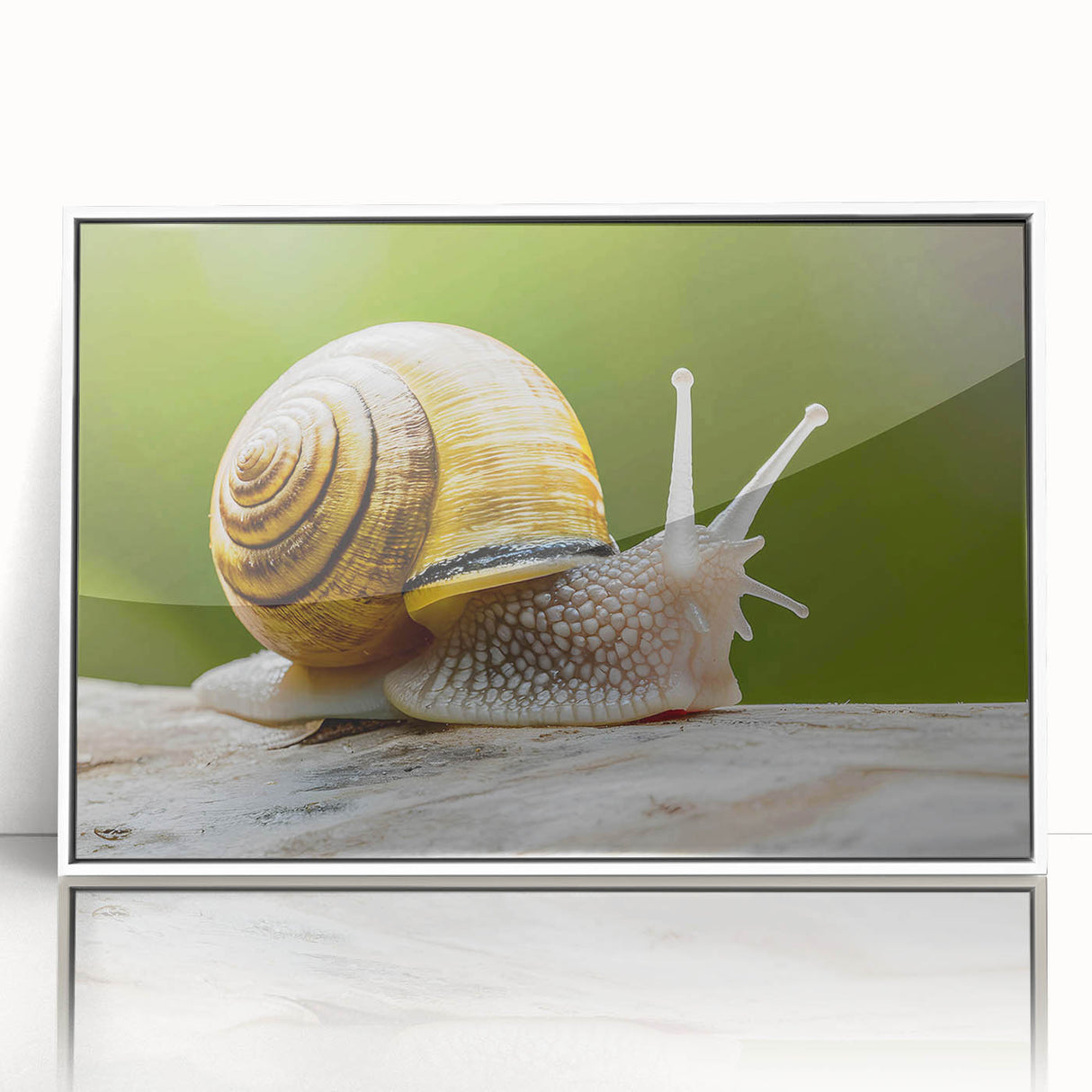 Framed wall art featuring a colorful snail design with intricate details, displayed against a white background, perfect for nature-themed decor in modern interiors.
