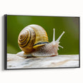 Framed canvas wall art featuring a detailed black snail design, showcasing intricate patterns and textures, perfect for nature-inspired home decor.