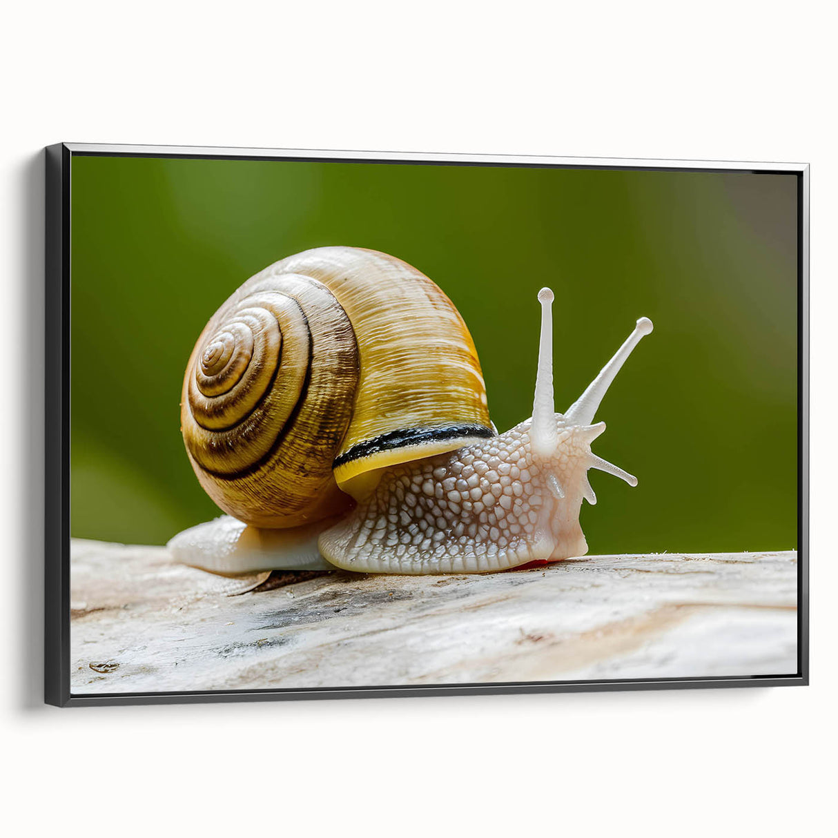 Framed canvas wall art featuring a detailed black snail design, showcasing intricate patterns and textures, perfect for nature-inspired home decor.