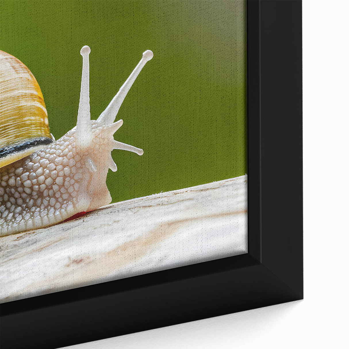 Close-up of a framed canvas wall art featuring a colorful snail design, showcasing intricate details and vibrant colors, perfect for nature-inspired decor.