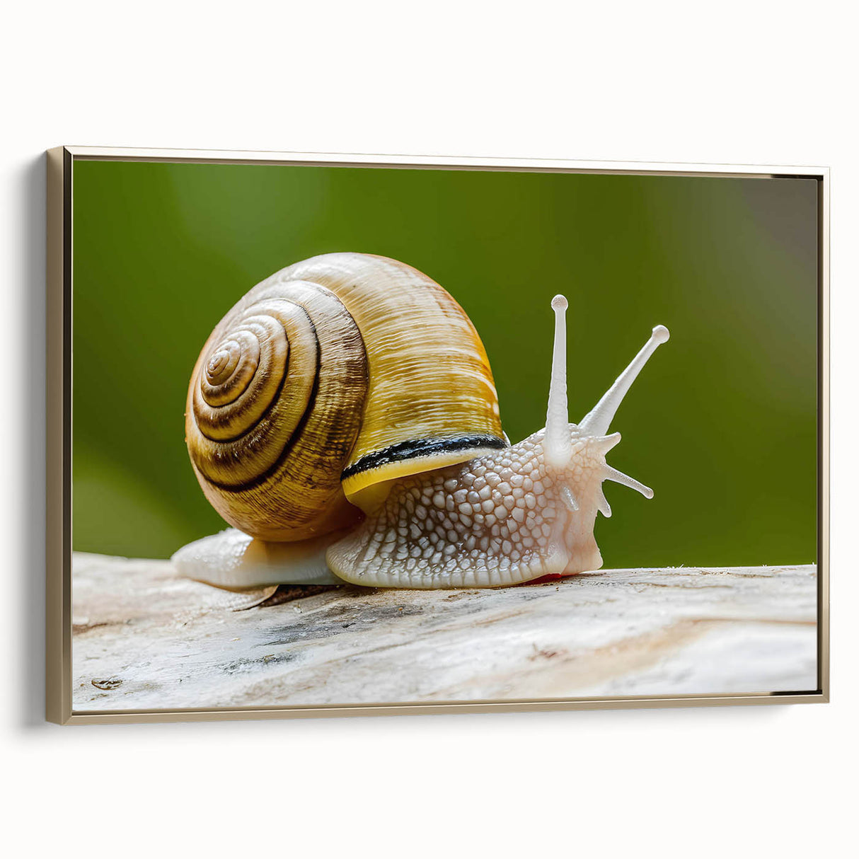 Framed wall art showcasing a stylized snail design in gold tones, set against a textured background, ideal for nature-inspired decor and modern interiors.