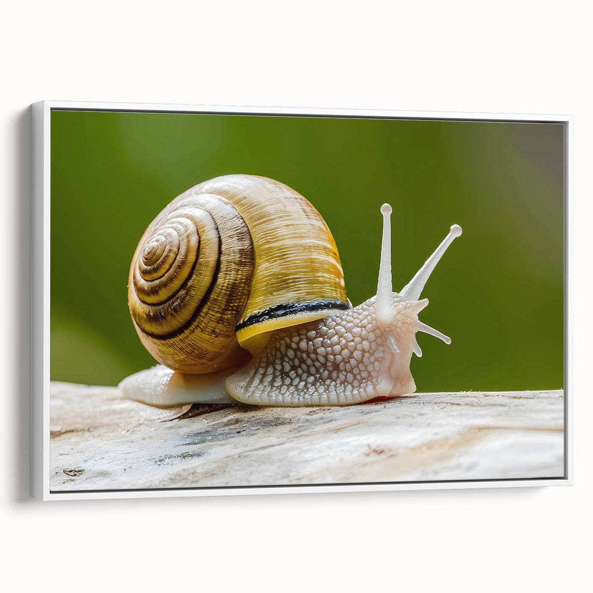 Framed wall art featuring a whimsical snail design on a textured canvas, displayed against a white background, ideal for nature-themed decor and children's rooms.