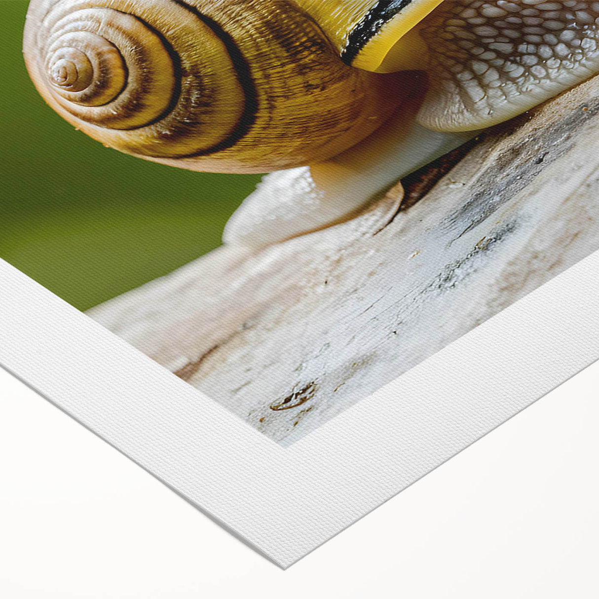Colorful snail design wall art on rolled canvas, showcasing intricate details and vibrant hues, ideal for nature-themed decor. Perfect for animal lovers and art enthusiasts.