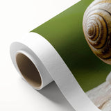 Colorful snail design wall art on rolled canvas, showcasing intricate patterns and vibrant hues, ideal for nature-themed decor in any room.