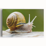 Colorful snail wall art design on stretched canvas, showcasing intricate details and vibrant hues, perfect for nature lovers and home decor enthusiasts.