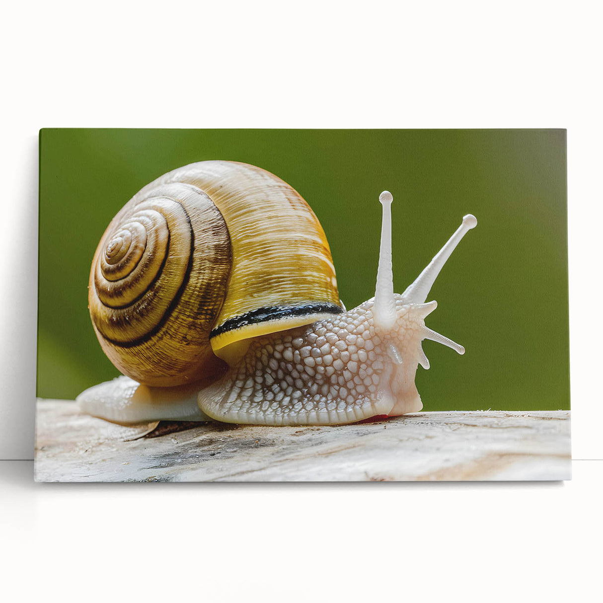 Colorful stretched canvas wall art featuring a whimsical snail design, set against a vibrant abstract background, perfect for adding a playful touch to any room's decor.