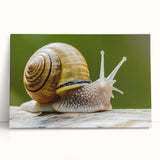 Colorful stretched canvas wall art featuring a whimsical snail design, set against a vibrant abstract background, perfect for adding a playful touch to any room's decor.
