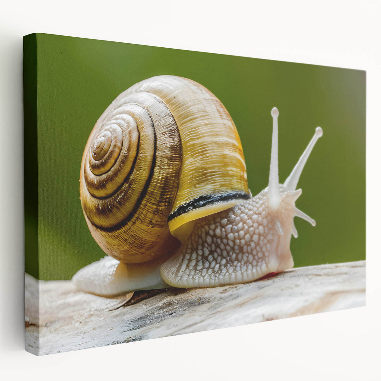 Colorful snail design wall art on stretched canvas, showcasing intricate details and vibrant hues ideal for nature-inspired decor, perfect for home or office.