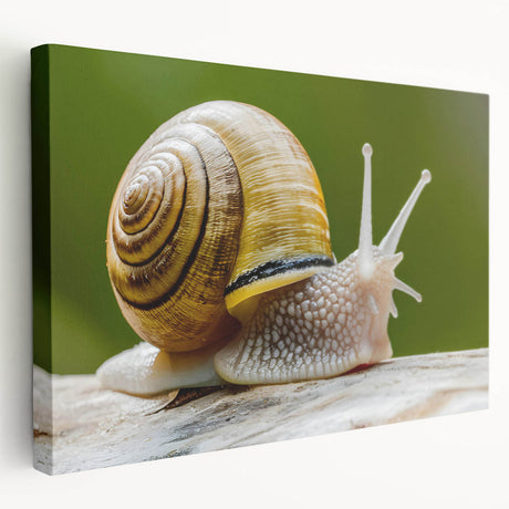 Colorful snail design wall art on stretched canvas, showcasing intricate details and vibrant hues ideal for nature-inspired decor, perfect for home or office.