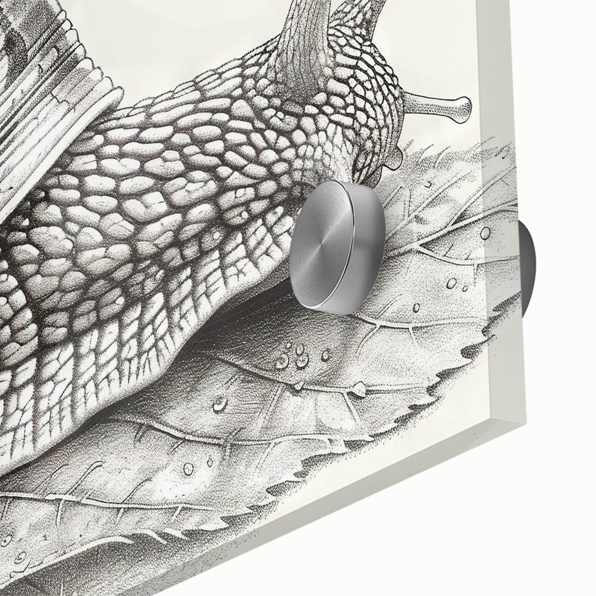 Close-up of a vibrant snail illustration on acrylic glass, showcasing intricate details and colors in a wildlife-themed wall art collection. Ideal for nature enthusiasts.