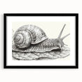 Framed wall art featuring a whimsical snail design with vibrant colors, set against a sleek black mat, perfect for animal-themed home decor. Ideal for nature lovers.