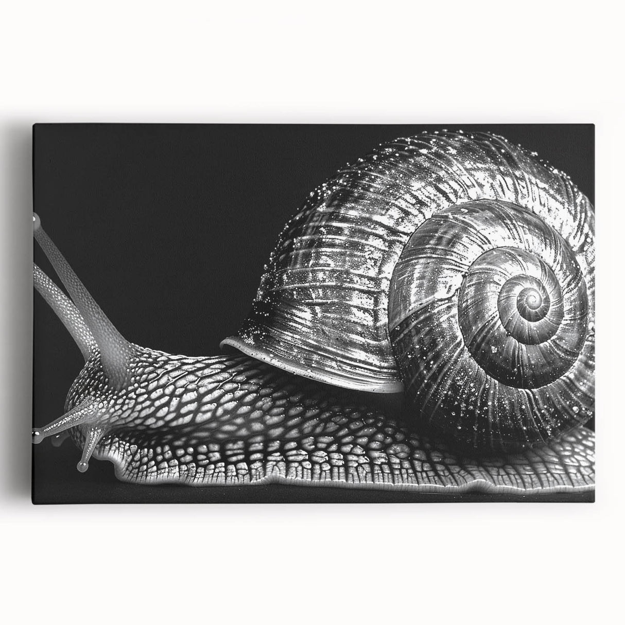 Stretched canvas wall art featuring a whimsical snail design in vibrant colors, perfect for adding a touch of nature-inspired decor to any space. Ideal for children's rooms or nature lovers.