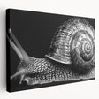 Stretched canvas wall art showcasing a vibrant snail design, featuring intricate details and colors, perfect for adding a whimsical touch to home decor.