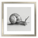 Framed wall art featuring a detailed illustration of a snail in a natural setting, set against a sleek silver frame with a white mat, perfect for wildlife-themed decor.