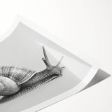 Colorful wall art print featuring a whimsical snail design, showcasing vibrant hues and intricate details, rolled and ready for display in any space.