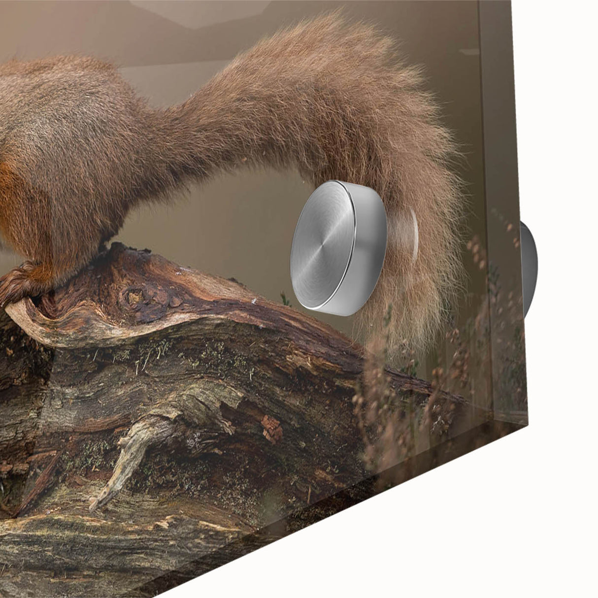 Close-up of a vibrant squirrel wall art piece, showcasing intricate details on acrylic glass with colorful hues, perfect for wildlife enthusiasts' decor.