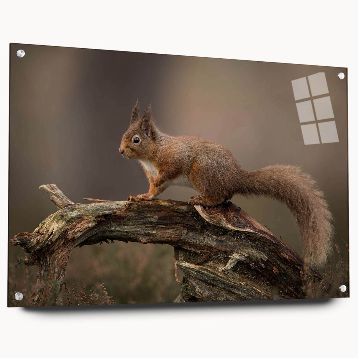 Acrylic glass wall art featuring a vibrant squirrel design, showcasing intricate details and colors, elegantly framed with pins for easy display in any setting.