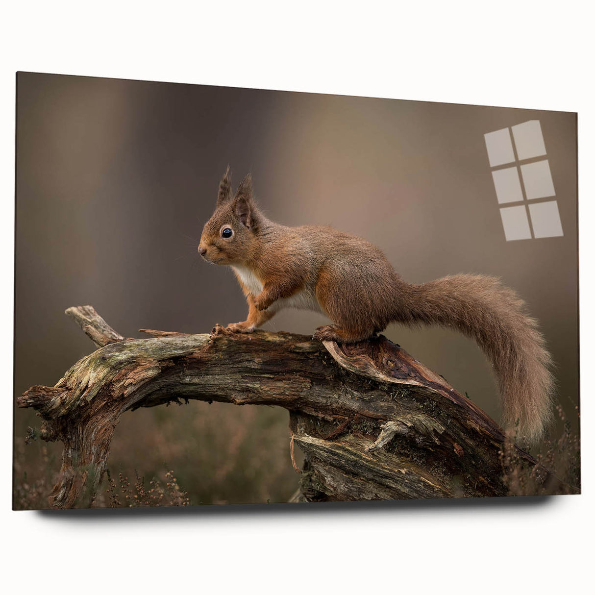Acrylic wall art depicting a whimsical squirrel design, showcasing vibrant colors and intricate details, ideal for animal lovers and home decor enthusiasts.