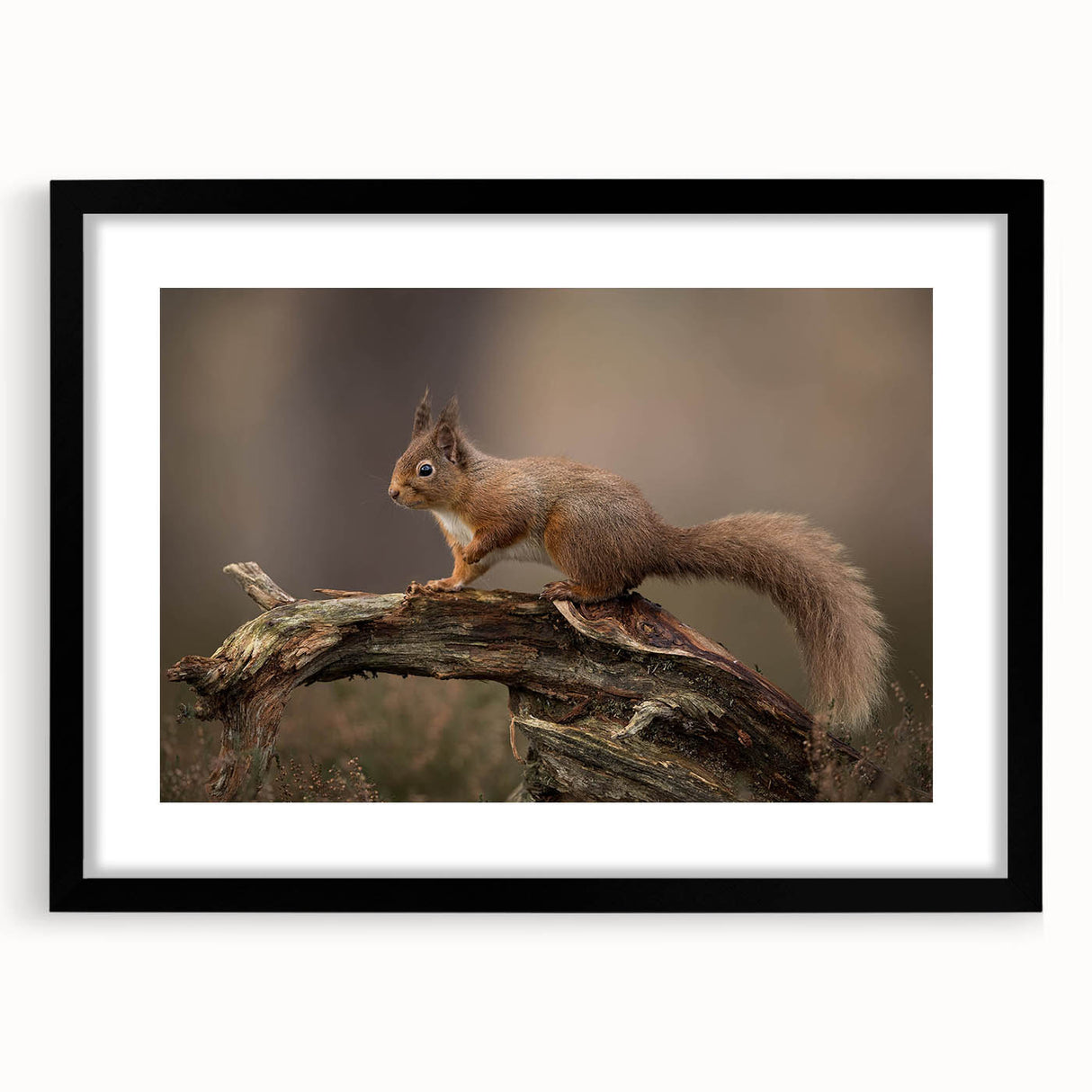 Framed wall art featuring a vibrant squirrel design, set in a sleek black frame with matting, ideal for nature enthusiasts and home decor accents.