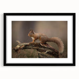 Framed wall art featuring a vibrant squirrel design, set in a sleek black frame with matting, ideal for nature enthusiasts and home decor accents.