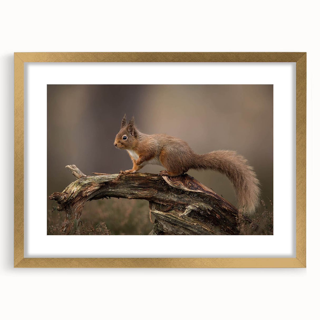Framed wall art featuring a whimsical squirrel design in a gold frame, ideal for nature-themed decor. Perfect for adding a playful touch to any room.