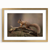 Framed wall art featuring a whimsical squirrel design in a gold frame, ideal for nature-themed decor. Perfect for adding a playful touch to any room.