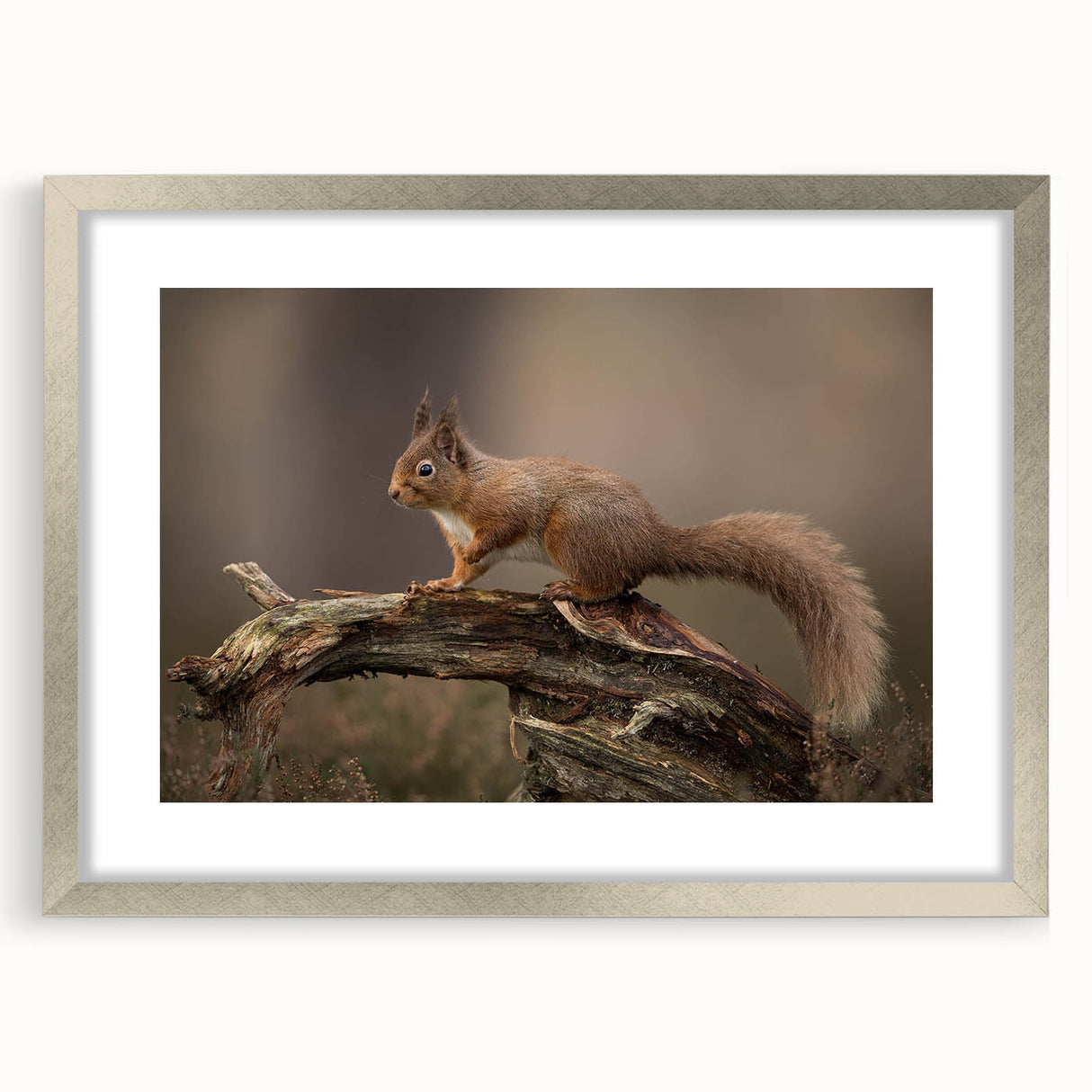 Squirrel-themed wall art collection framed in sleek silver, showcasing a detailed wildlife design with a mat, perfect for nature lovers' home decor.