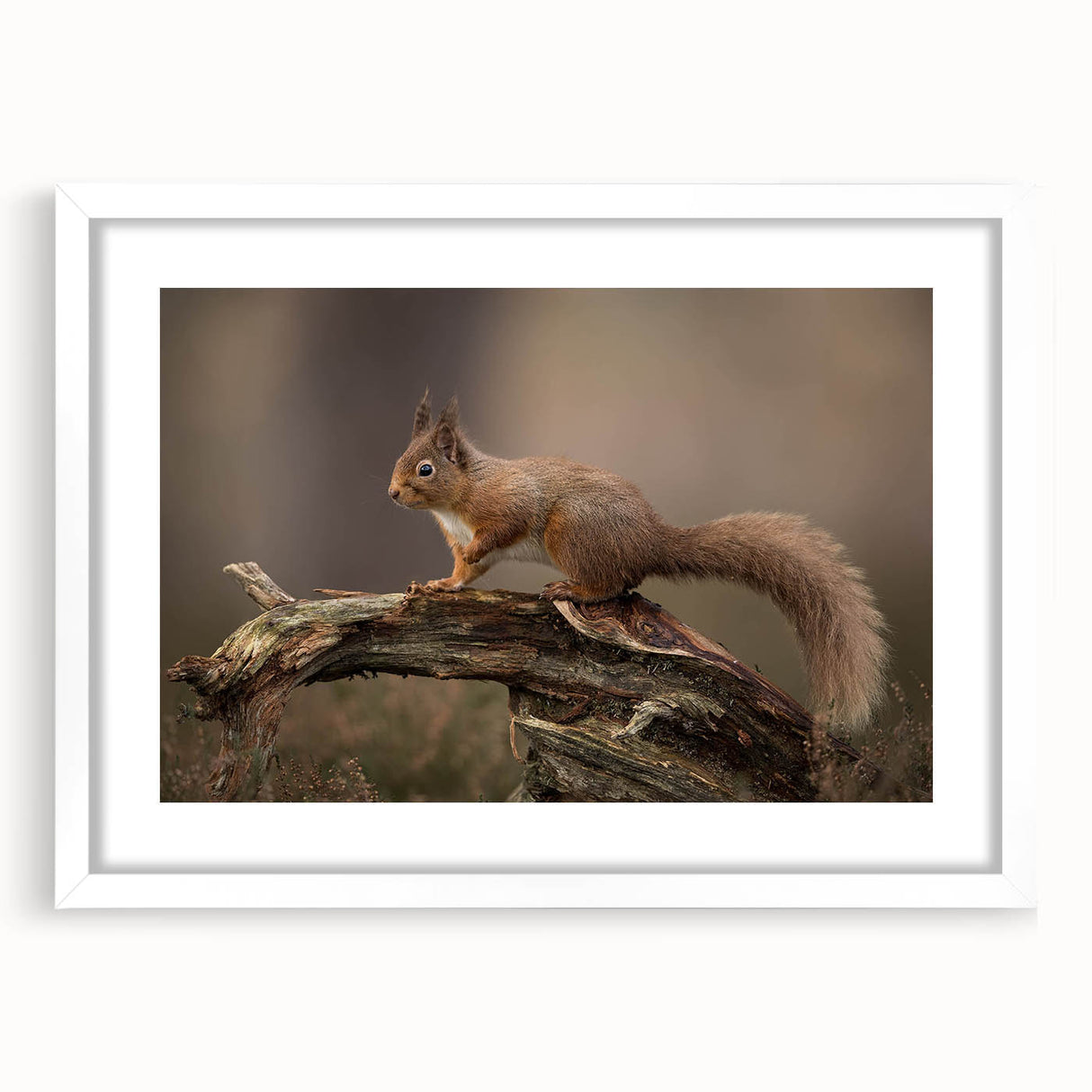 Framed wall art featuring a whimsical squirrel design within a white mat, showcasing vibrant colors and intricate details, perfect for animal lovers and home decor.