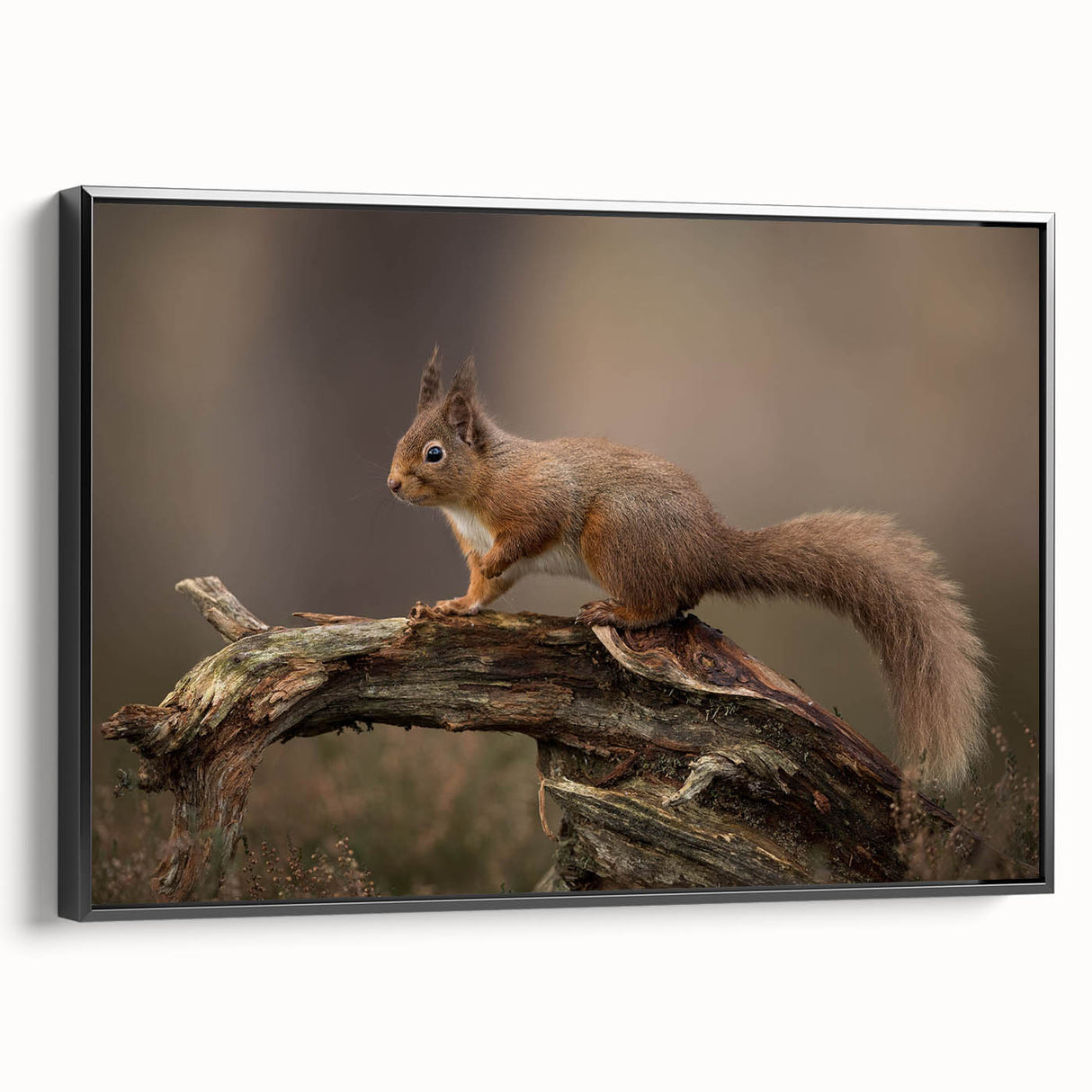 Framed canvas wall art showcasing a detailed squirrel design against a black background, ideal for nature lovers, with a sleek side view highlighting its modern aesthetic.