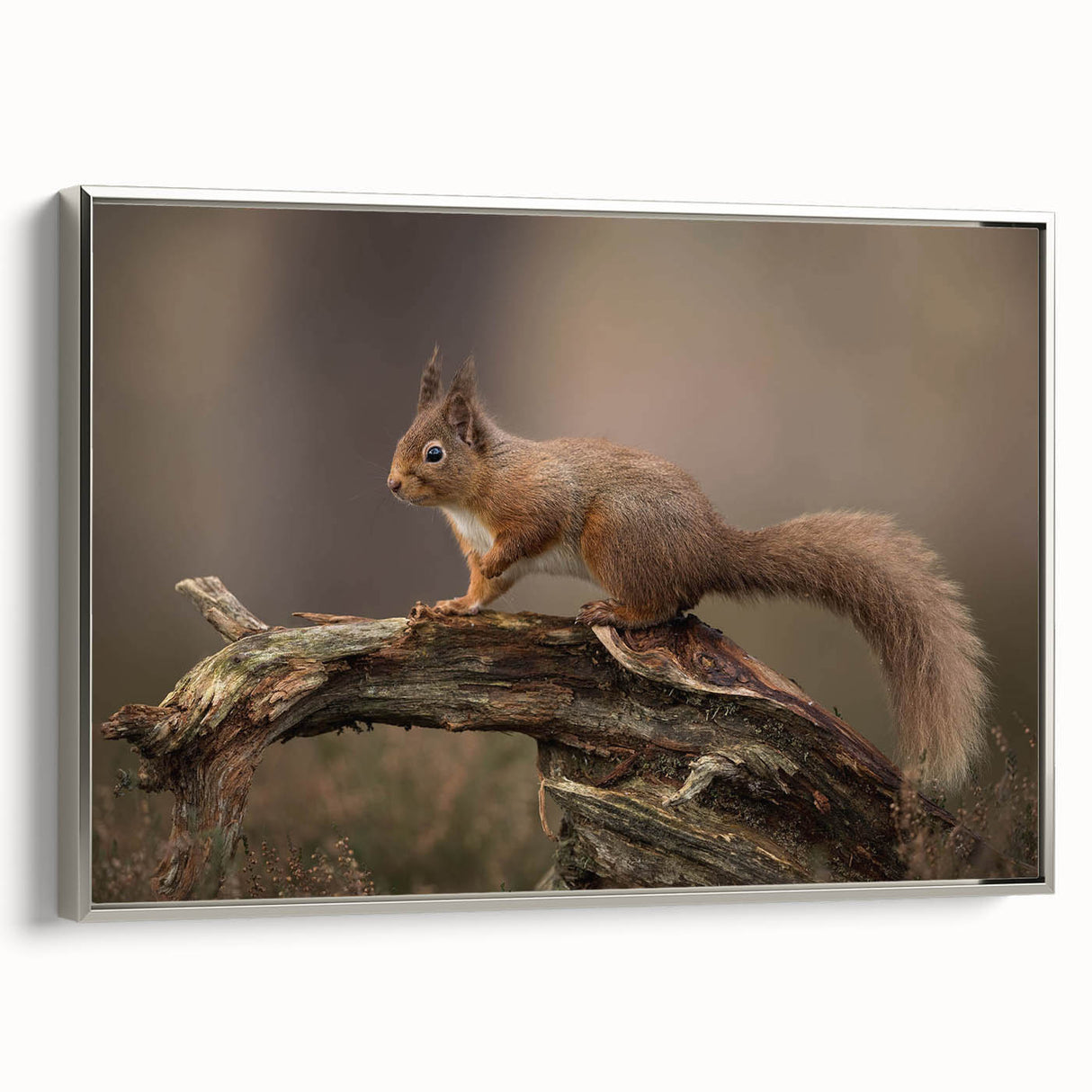 Framed wall art featuring a silver squirrel design, showcasing vibrant colors and intricate details, ideal for animal lovers and modern home decor.