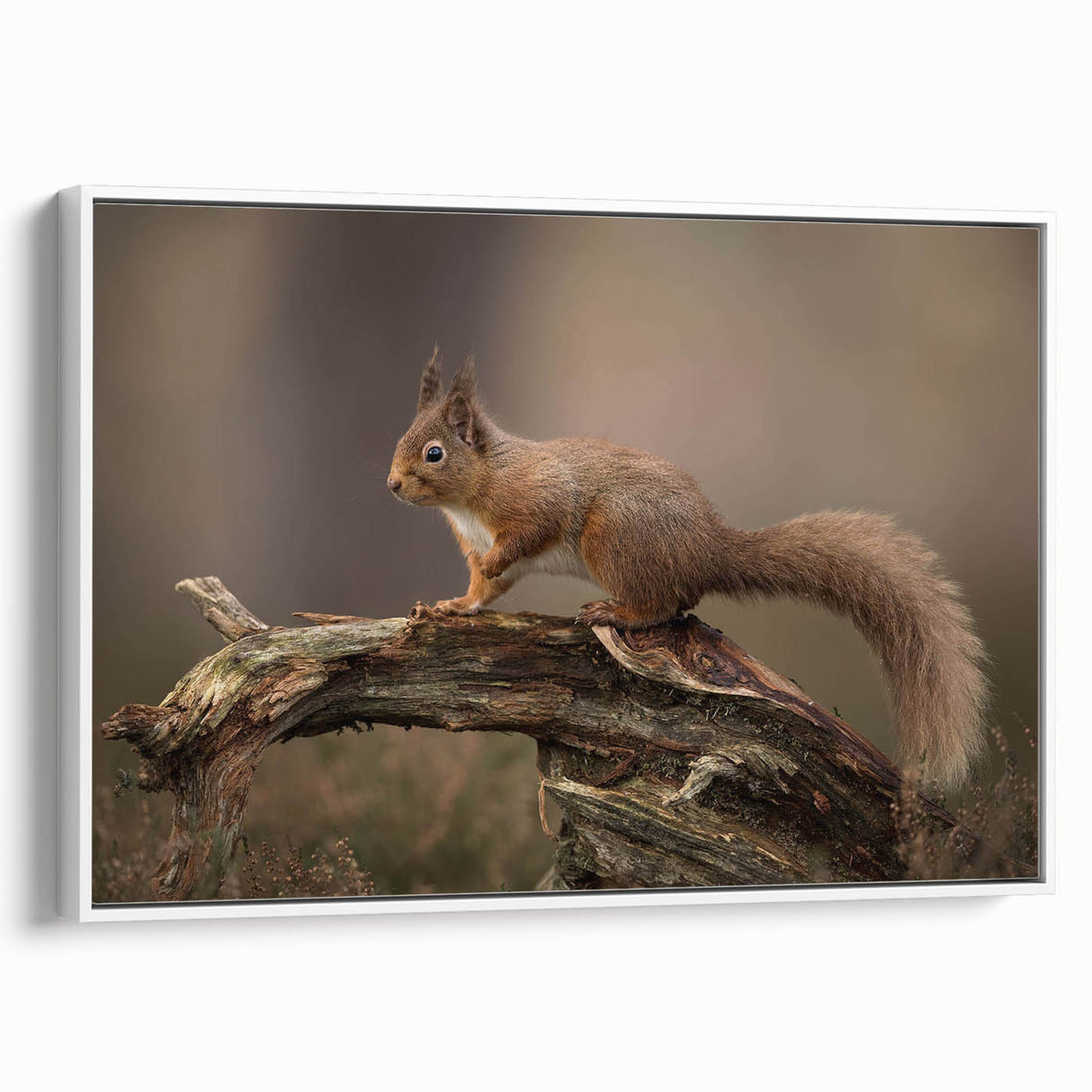 Framed wall art showcasing a detailed squirrel design in a vibrant color palette, displayed from a side view against a white background, perfect for animal lovers.