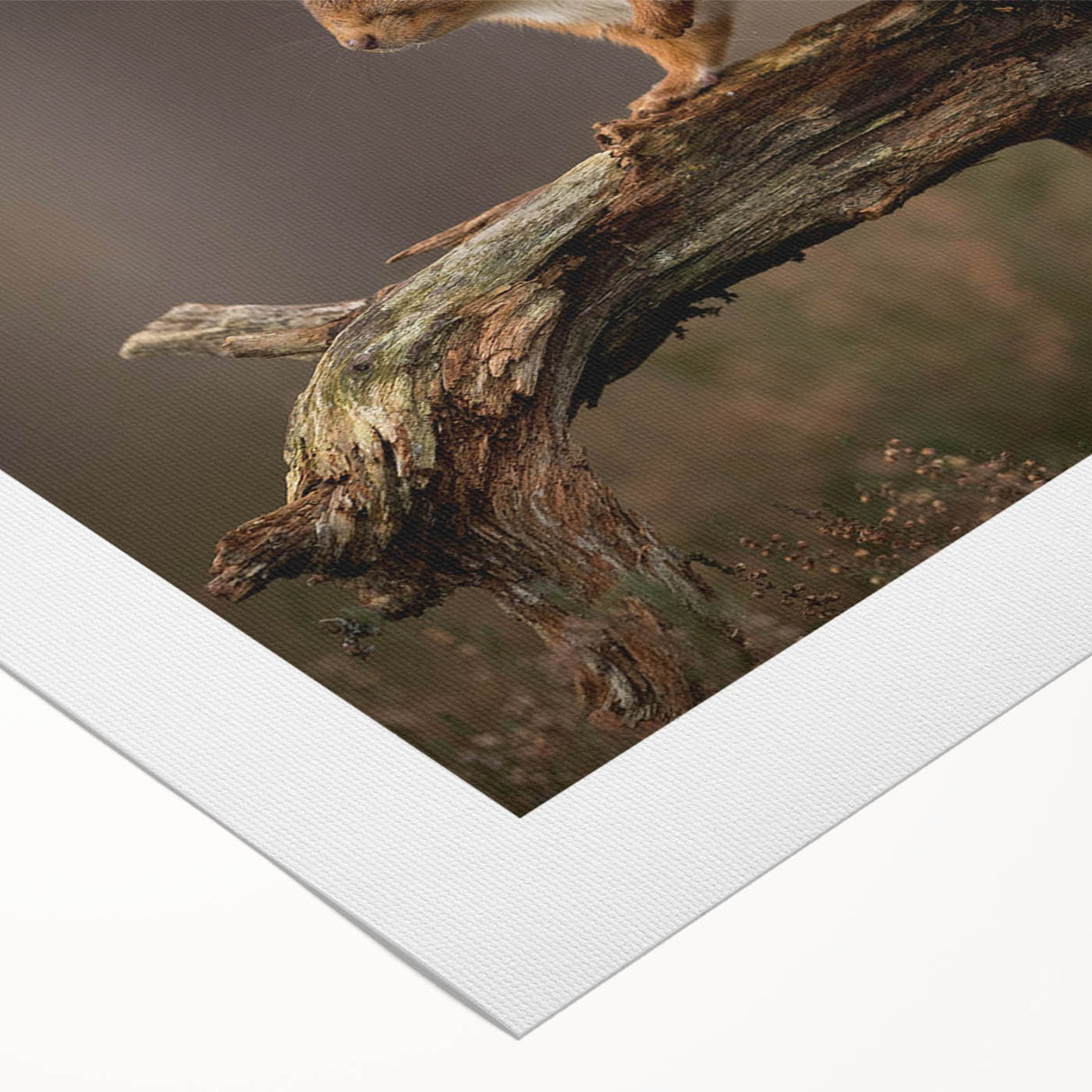 Rolled canvas wall art showcasing a whimsical squirrel design, featuring vibrant colors and intricate details, perfect for nature lovers and home decor enthusiasts.