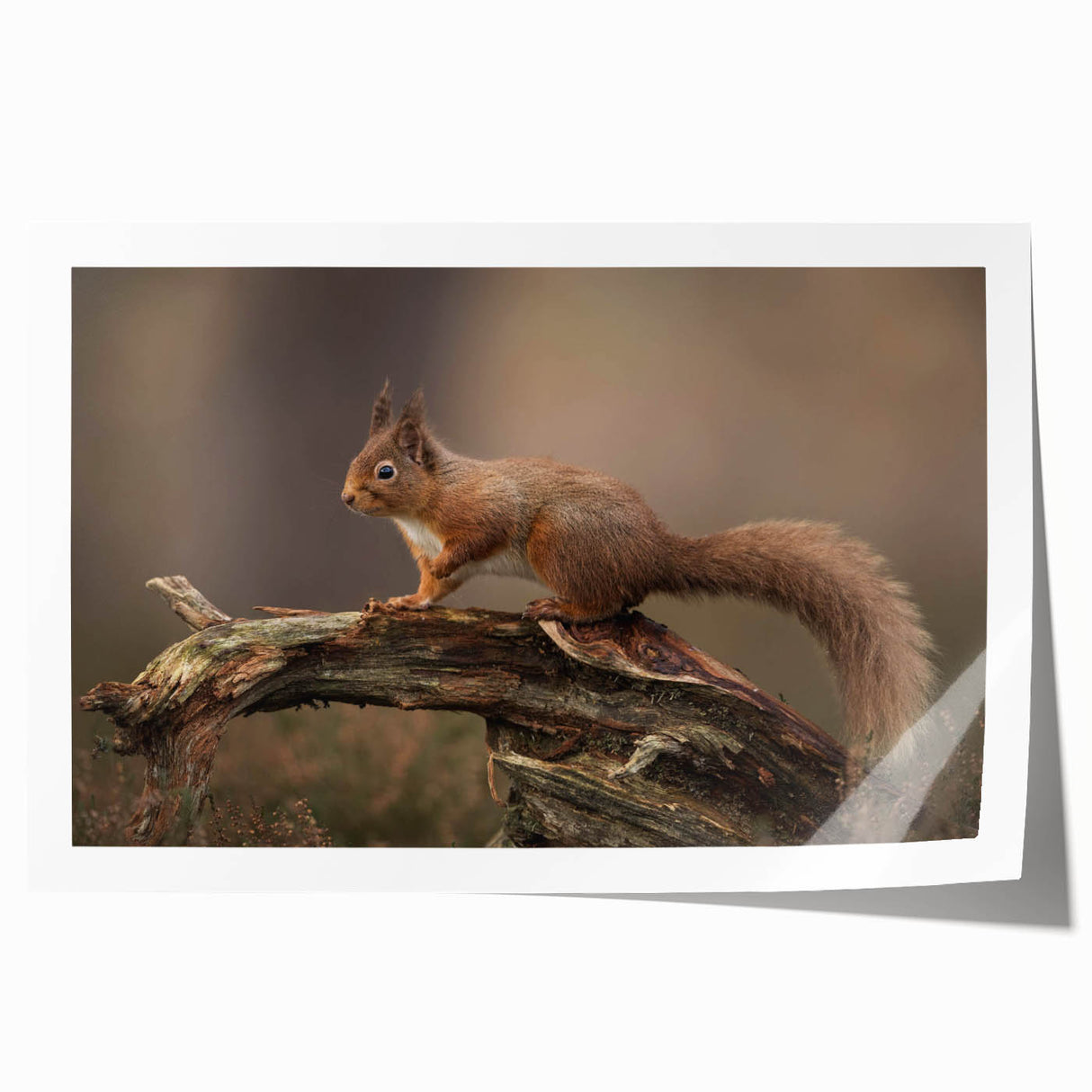 Colorful wall art featuring a whimsical squirrel illustration, printed on high-quality paper, rolled for easy shipping, ideal for animal lovers and home decor enthusiasts.