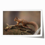 Colorful wall art featuring a whimsical squirrel illustration, printed on high-quality paper, rolled for easy shipping, ideal for animal lovers and home decor enthusiasts.