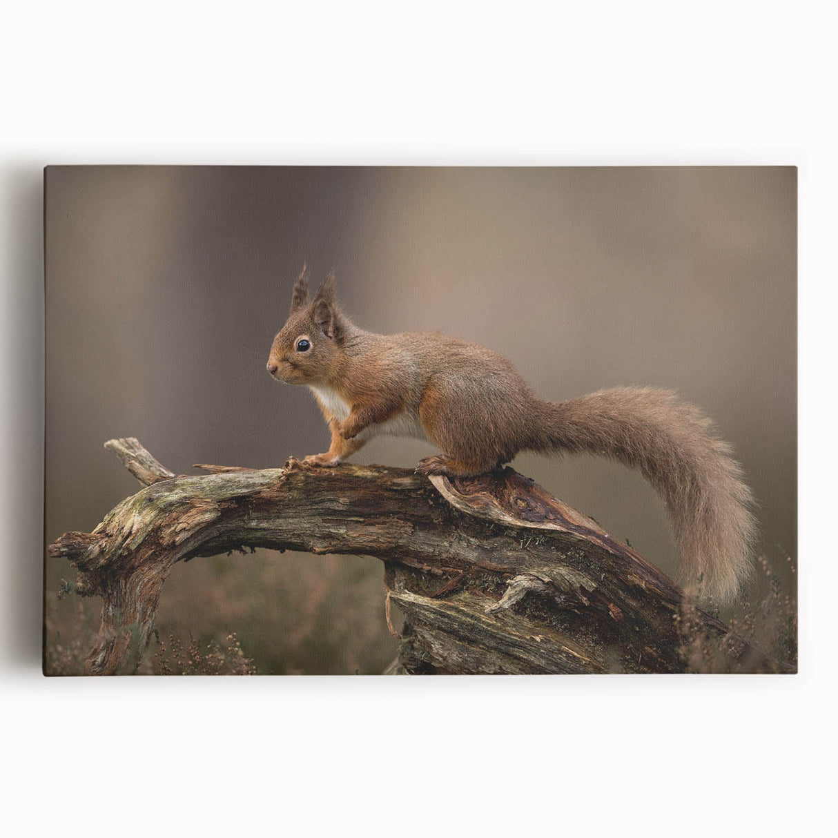 Stretched canvas wall art showcasing a vibrant squirrel design, featuring detailed textures and colors, ideal for nature lovers and interior decor enthusiasts.