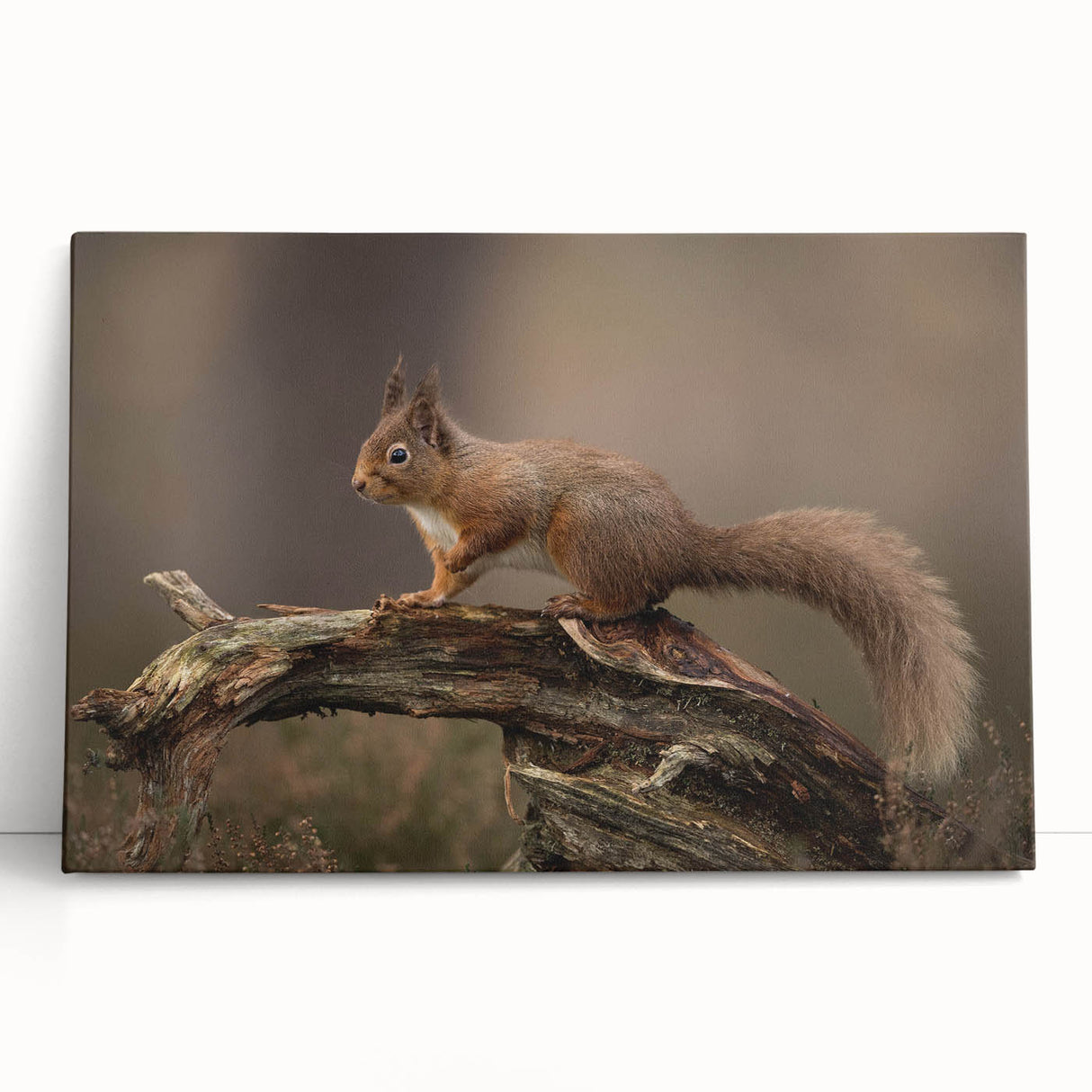 Squirrel-themed wall art design on stretched canvas, showcasing vibrant colors and detailed textures, perfect for enhancing home decor with a touch of wildlife charm.
