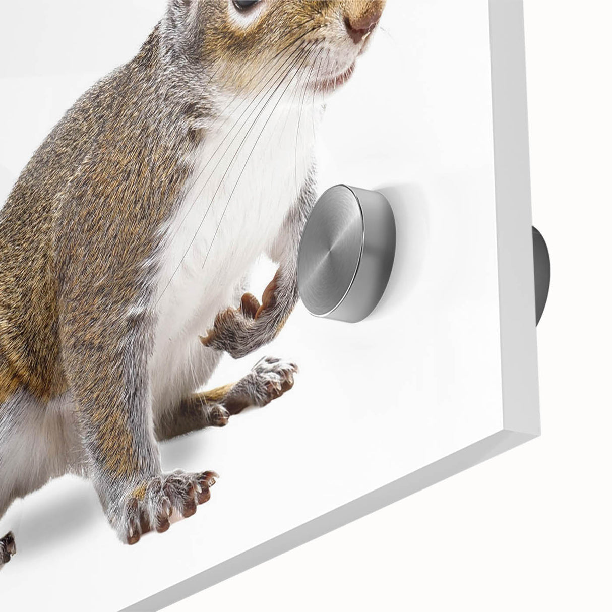 Close-up view of a vibrant squirrel wall art design printed on acrylic glass, showcasing intricate details and colors, perfect for animal-themed decor.