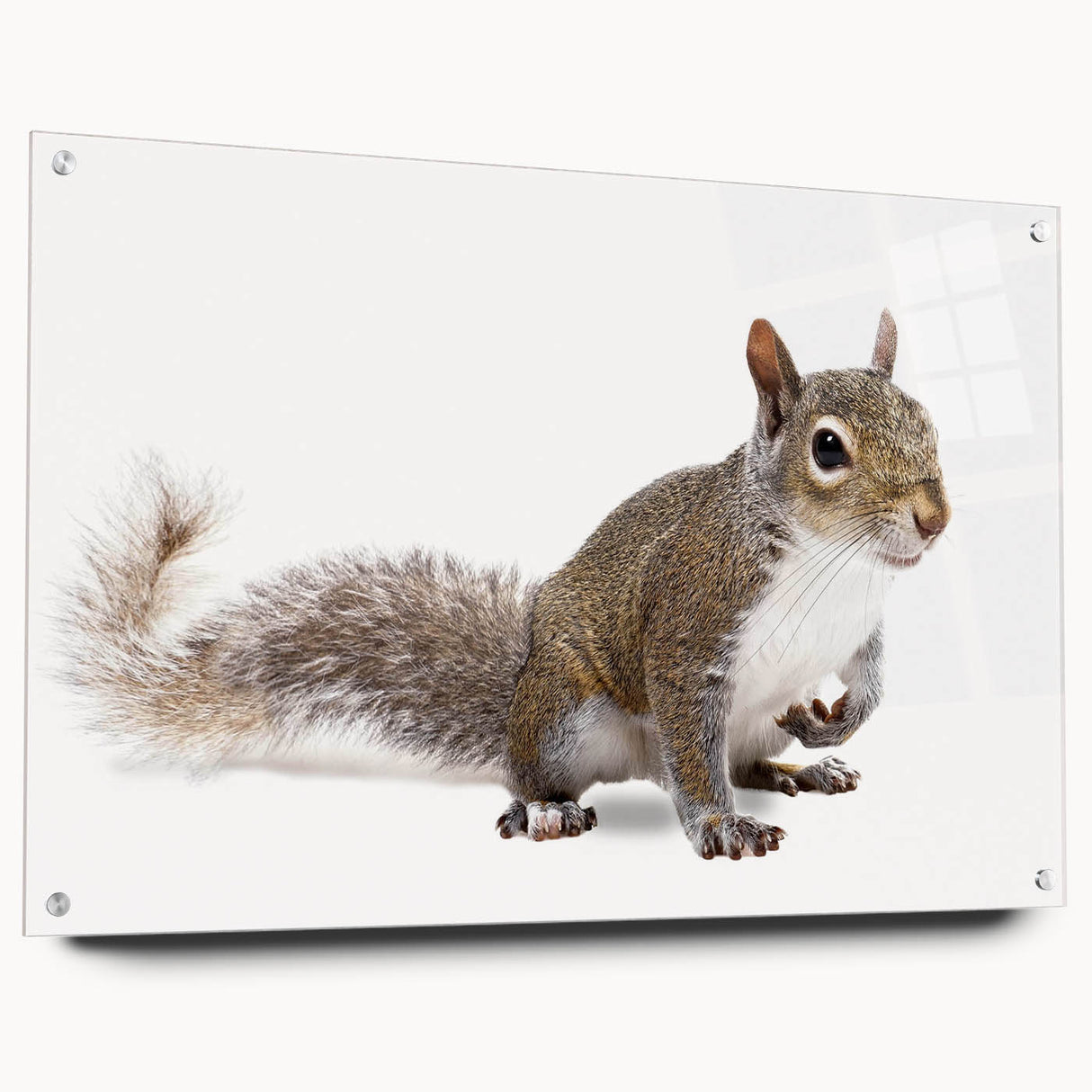 Squirrel wall art design displayed in a side view on acrylic glass, highlighting vibrant colors and intricate details, perfect for wildlife enthusiasts.