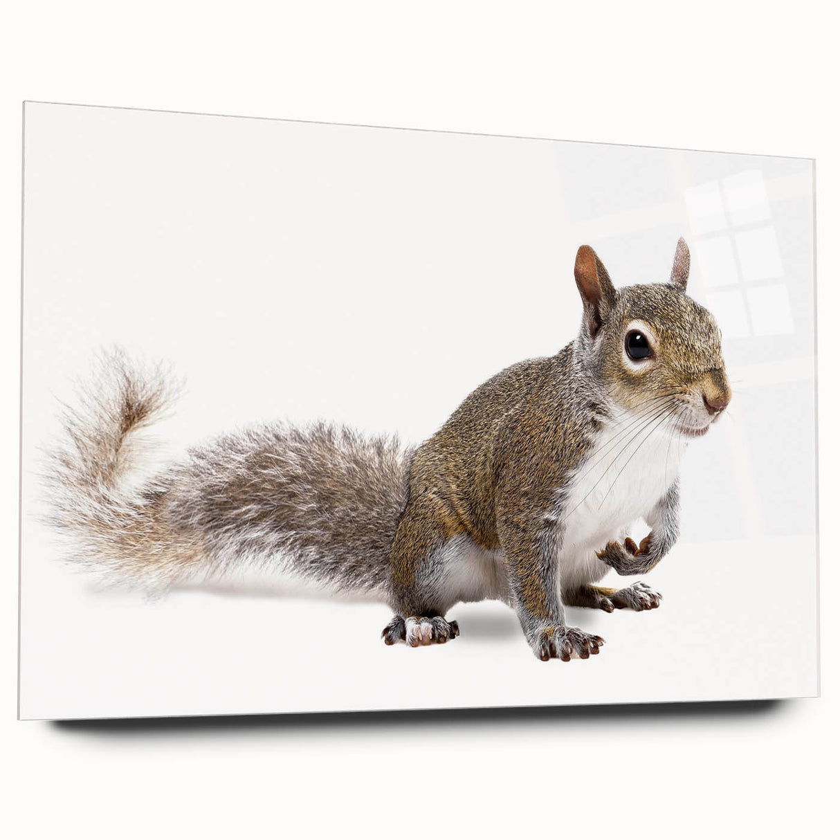 Squirrel wall art design displayed in a sleek acrylic glass frame, showcasing vibrant colors and intricate details, perfect for wildlife enthusiasts and home decor.