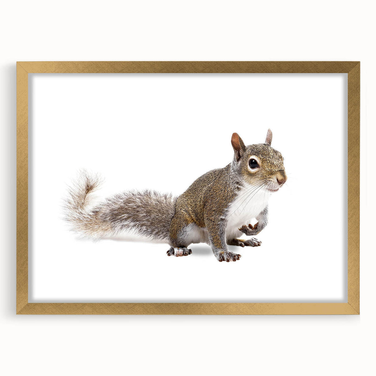 Framed wall art showcasing a stylish squirrel design with a gold mat, perfect for animal lovers and home decor enthusiasts. Ideal for adding a whimsical touch to any room.